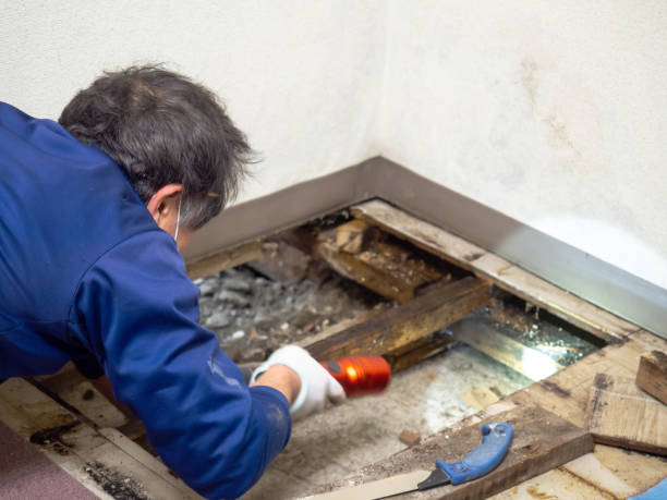 Best Emergency Mold Removal  in Osakis, MN