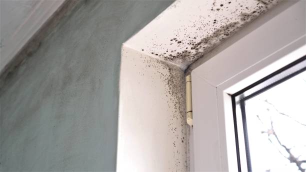 Home Mold Removal in Osakis, MN