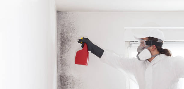 Best Fast Mold Removal  in Osakis, MN